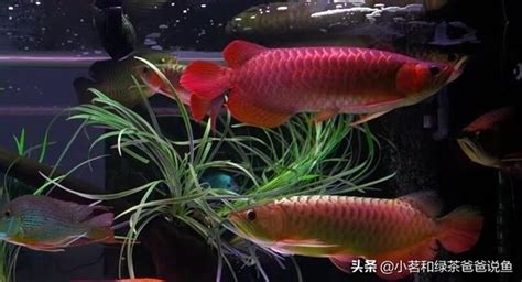 混養魚種